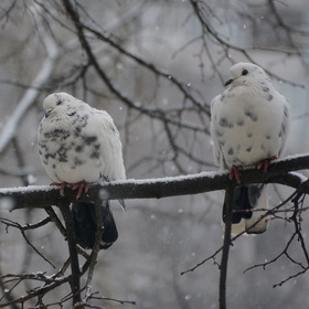 Снежные голуби